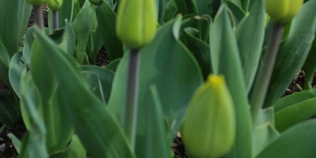 Powiększ grafikę: Zdjęcie tulipanów