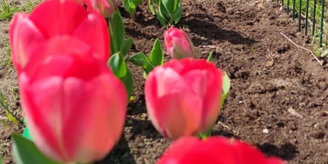 Wiosna tulipanami zakwitła…